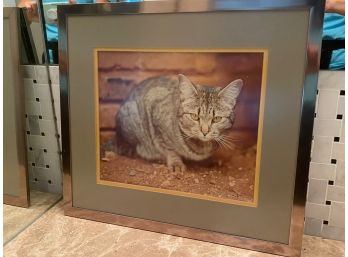 Framed Photo Of Cat 19x17