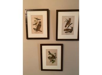 Set Of 3 Frames Of Owl Prints