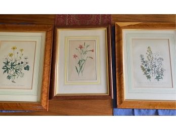 Set Of 3 Vintage Botanical Prints With Wood Frames