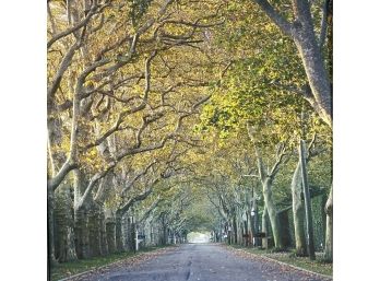 Tree Lined Street Print On Paper