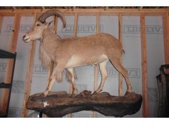 Taxidermy Aoudad Barbary Ram Sheep Taxidermy He's A BeautyBighorn Wallfloor Mt