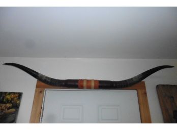 Longhorn Steer Apx 6 Feet Real Taxidermy Leather Band