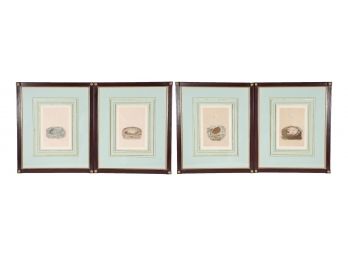 Set Of Four Framed Antique Bird Egg Prints With Blue Matting (RETAIL $2,780)