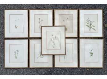 A Series Of Framed Botanical Prints