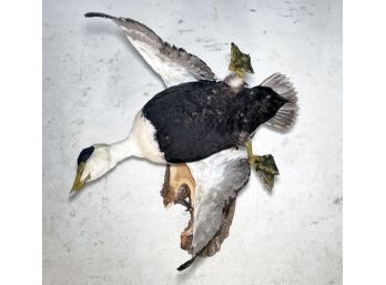 Taxidermy Fowl On Wood Mount