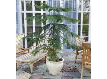 A Large Live Norfolk Pine Tree In Ceramic Planter