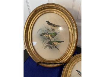 Wonderful Antique Bird Prints- Need A Little TLC