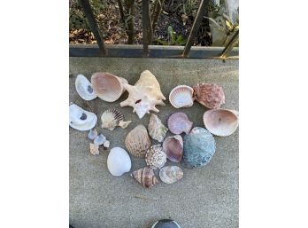 Shell Collection - Unique