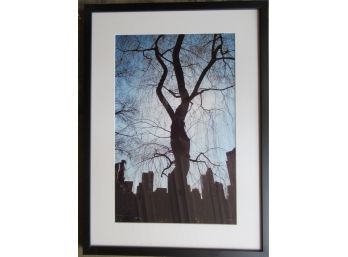 Aschenbrand Framed Photo - Central Park Tree 2010