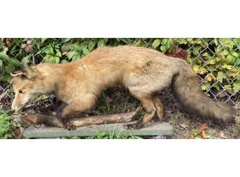 Vintage Red Fox Taxidermy Mount Full Body Specimen