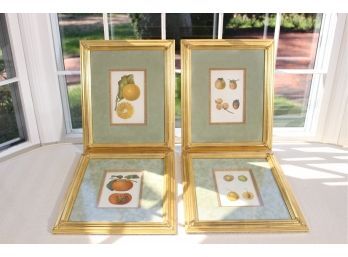 Set Of Four 24k Gold Leaf Framed  Antique Botanical Prints From VT Horticultural Encyclopedia