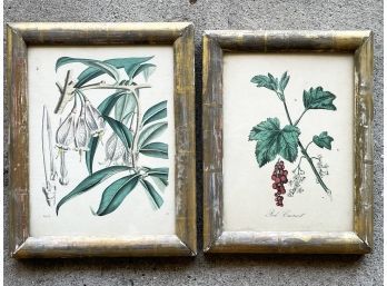 A Pair Of Framed 19th Century Botanical Etchings