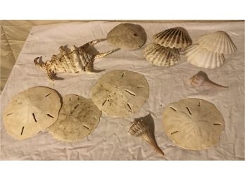 Lot Of Shells