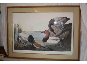 Large Audubon Duck Print