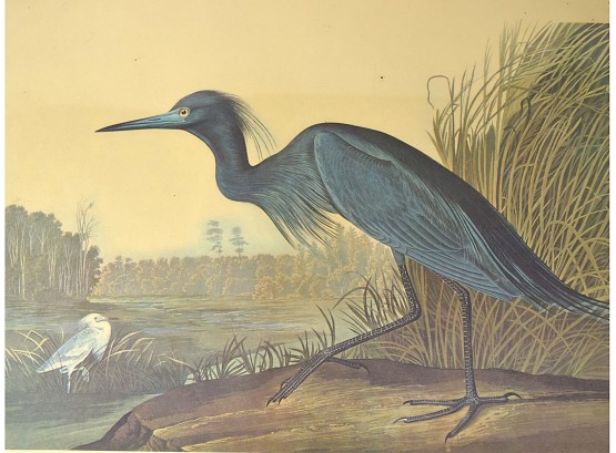 Antique Audubon Bird Print; Framed Under Glass, Ardea Caerulea; Blue Crane Or Heron