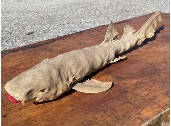 A Taxidermy Shark