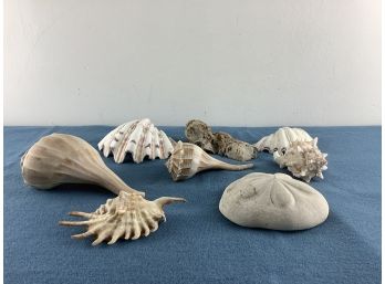 Lot Of Sea Shells And Fossil