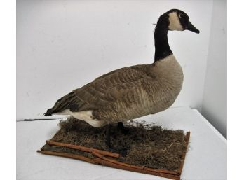 Canadian Goose Mount