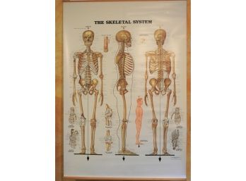 42 X 60 Inch Roll Down Skeletal System Chart