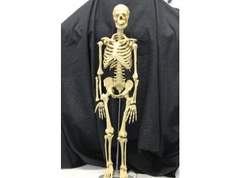 32 Inch Medical Desk Skeleton From Doctors Office - Nice For Halloween