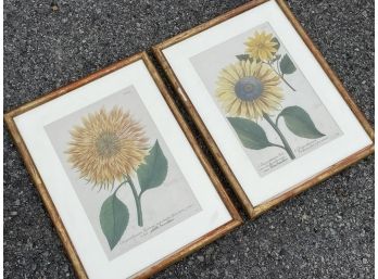 A Pair Of Vintage Sunflower Prints