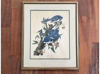 A Vintage Audubon Engraving