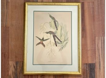 An Antique Lithograph, Ornithological Themed