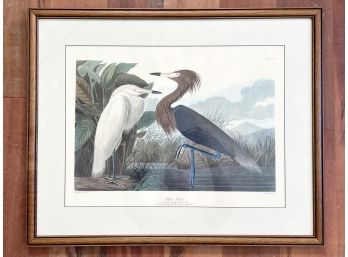 An Audubon Print