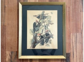 A Vintage Audubon Engraving