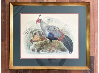 A Vintage Waterfowl Print