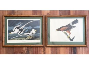 Framed Audubon Prints