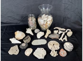 Lot Of Shells, Crystals And Coral