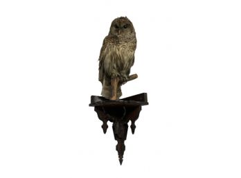 Taxidermy Owl On Mount