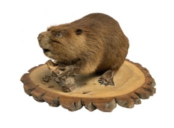 Full Body Beaver Taxidermy Mount