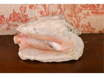 Ornamental Conch Shell