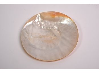 Natural Shell Dish