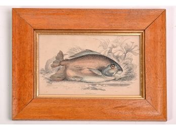 Antique C. 1852 Hand-colored Etching Of A Fish 'Myletes Pacu'