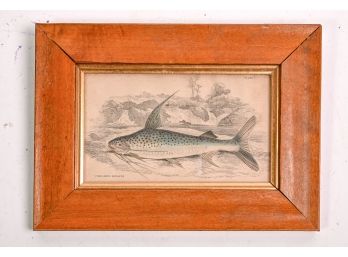 Antique C. 1852 Hand-colored Engraving Of Fish 'Pimelodus Notatus'