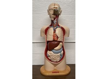 Vintage Denoyer Geppert Anatomical Torso Teaching Model