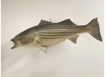 Large Vintage Taxidermy Fish Mount  - Striped Bass  -