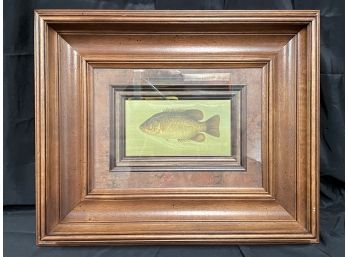 Large Rock Bass In Spectacular 3 Dimensional Frame