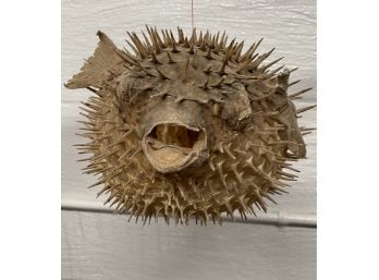 Large Taxidermy Puffer Fish