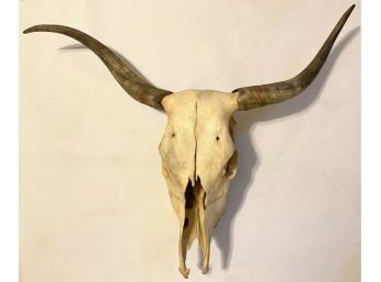 Genuine Bull Skull With Horns