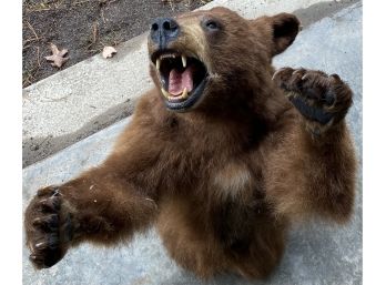 Wall Mount Taxidermy Bear