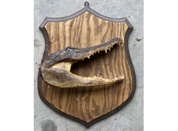 Gator Mount Taxidermy