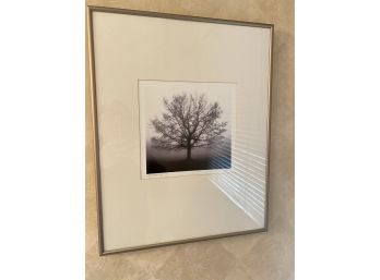 Signed Awa Kening Framed Tree Photo - 16w  X 20h