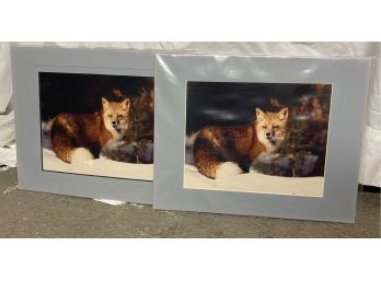 Two Unframed Photo Prints Of Red Fox