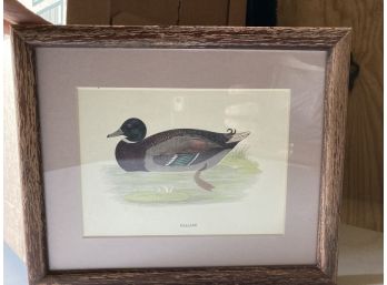 'mallard' One Single Duck Swimming Picture