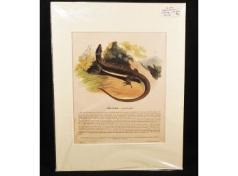 Circa 1850 Josiah Wood Whymper Natural History Hand Coloured, Wood Block Engraving