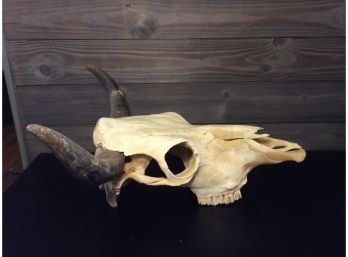 Cool Skull With Horns And Teeth!!!